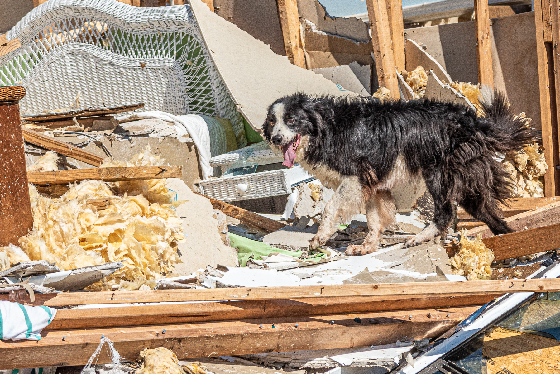 October 18, 2018 - Mexico Beach, FL - A rescue dog performs a search for survivors in the aftermath of Hurricane Michael in Mexico Beach, Florida, on October 10, 2018.. The strongest storm on record to ever make landfall in Northwest Florida, and the fourth most powerful to ever hit the continental United States.